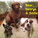 bear-george-and-sadie-mcdonald-copy.jpg